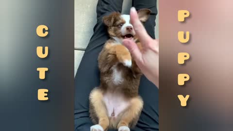 Cute dog playing with trainer