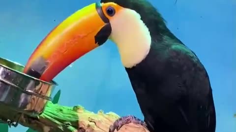 A toucan with beautiful feathers