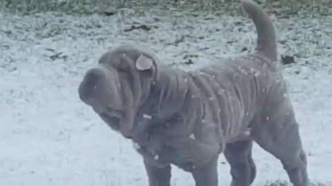 Shar Pei catches falling snowflakes like a child!