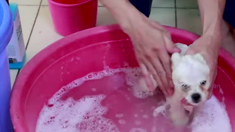 First Cute Pomeranian Puppy Bath | Funny Dogs Puppies | Min Puppy