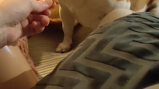 Dog Demands His Fries With Sauce