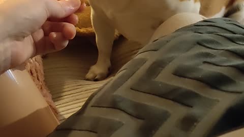 Dog Demands His Fries With Sauce