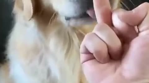 The Cutest Dog Ever || DOGGY KINGDOM || 😂😂😂