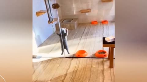 CUTE CAT TRYING TO OPEN THE DOOR (really funny)