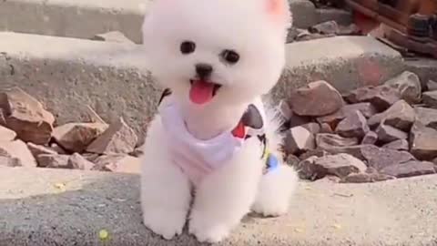Cute 😘 Pomeranian puppy video - dog videos - Cute puppy shorts - puppies videos