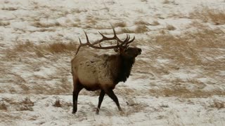 Bull Elk Spar in the Snow