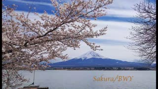 🌸 Sakura Waves / BWY 🇯🇵