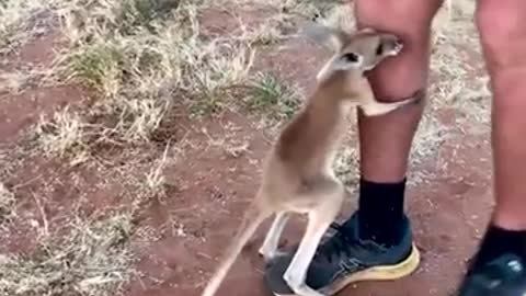 Adorable baby kangaroo