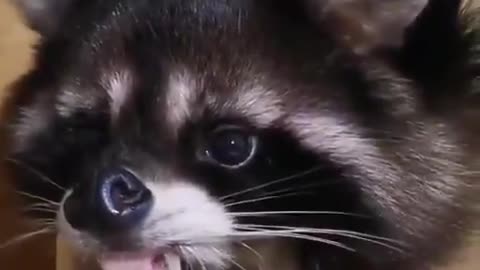 Raccoon drinking water suspicious of humans.