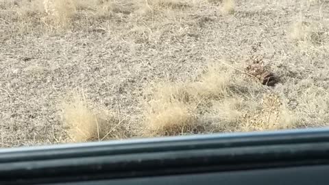 Buffalo Use Car As Salt Lick