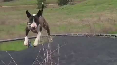 After learning trampoline, the dog found the fun of trampoline