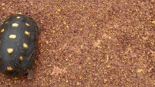 Man Helps a Turtle Cross the Road