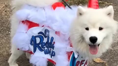 Dog Gets Ready for Halloween