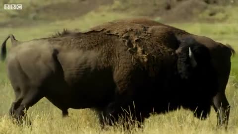 Bison Fight for Rights - BBC Earth