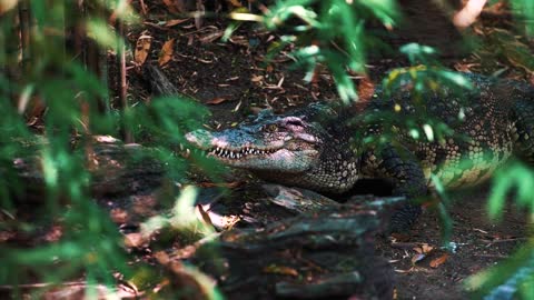 Crocodile crawling in the jungle