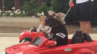 The French bulldog already knows how to drive by himself... The baby was shocked when he saw it!