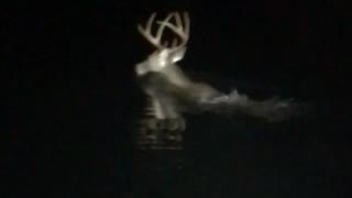 Deer swimming in the dark