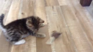 Kitten playing with squeaky mouse toy