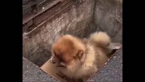 Teacup Pomeranian Compilation