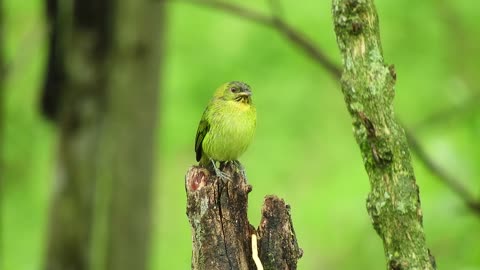 forest green bird