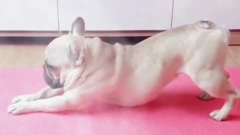 Can a dog do yoga?☺