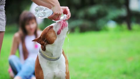 Man gives his dogs water to drink from a bottle