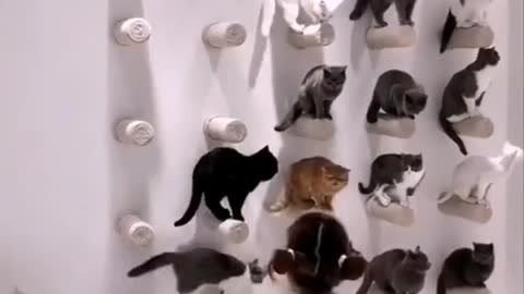 Cats Training ! Beautiful cat ! Lovely cat and funny cat