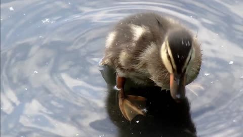 Duckling Cleaning.