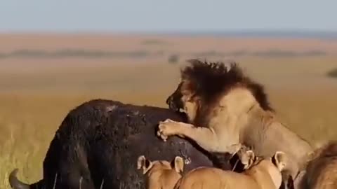 Loins Attack to buffalo