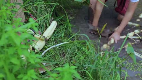 Lotus Root 蓮藕的花