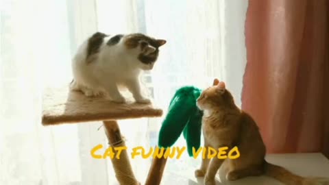 Sweet cats are playing ~ Funny cat video