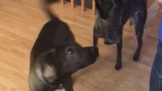 Synchronized Dog Training
