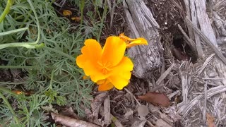 Golden Poppy