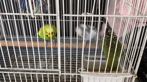 My cute birds fighting for foods