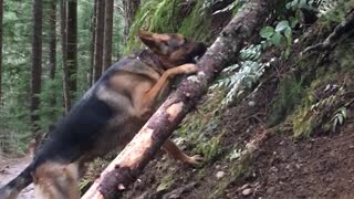 Stick-Loving Dog Won't Leave Without Entire Fallen Tree Trunk