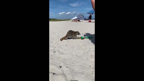 Sticky-fingered raccoon steals snacks on the beach