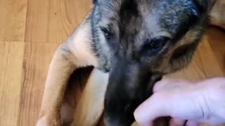 Attack of the GSD