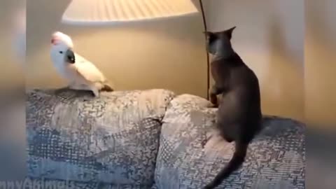 Parrot vs cat action funny videos