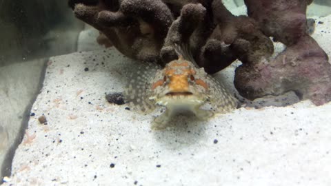 Rocky the Frog Fish