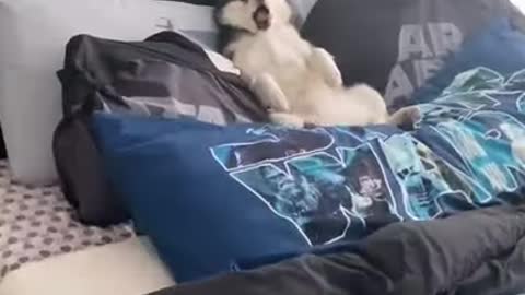 Super Cute Husky Laying In Bed