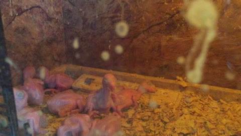 Parrot baby in feeding box