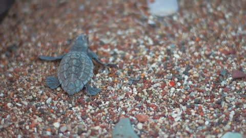 Baby turtle crawling on beach sand towards sea