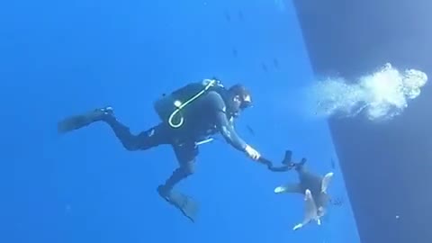 Scuba diver has close encounter with ocean's top predator