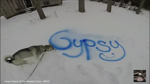 Adorable Husky Loves Playing Catch In The Snow - (slo-mo)