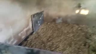 Creating a brooder box in the piggery for the baby chick