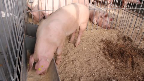 pigs on livestock farm pig farming ndorg