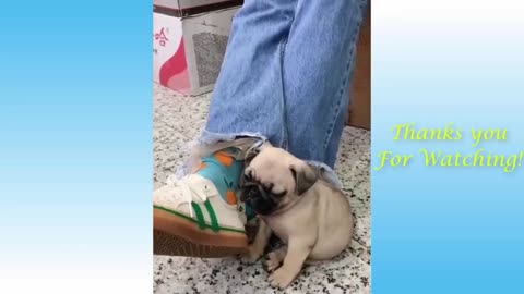 Funniest__Dogs_and__Cats__Funny_Animal_Videos__Funny_Dog_Funny_Video__-_3.mp4