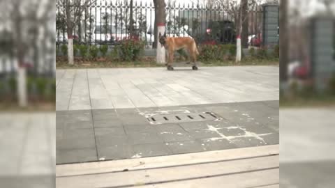 Amazing Skateboarding Dog.