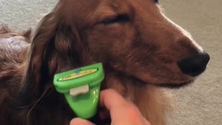 Mini dachshund is trying not to fall asleep while getting brushed...
