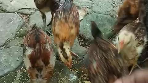 new chicks away from mother